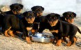 /album/galerie-photos/rottweilers-bebes-jpg/